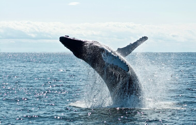 Bitcoin Whales Dump 20,000 BTC, Sell Side Strengthens