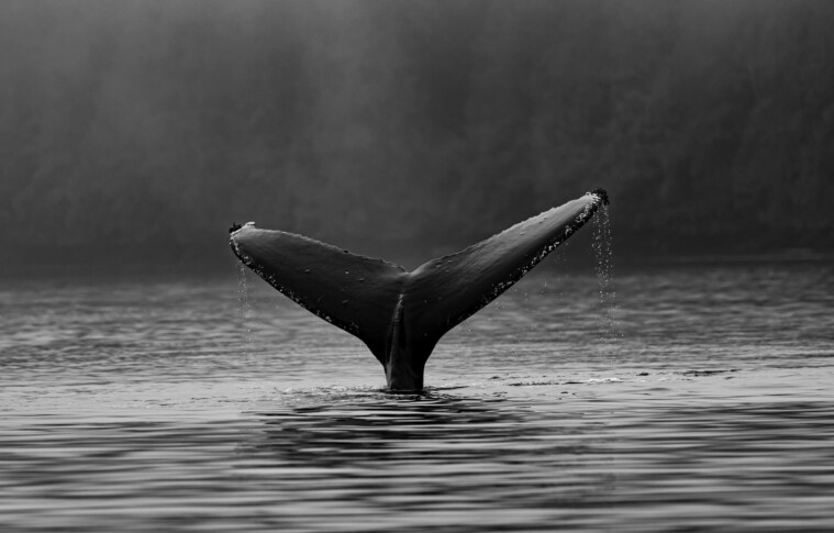 Exchange Whale Ratio Sharply Declines