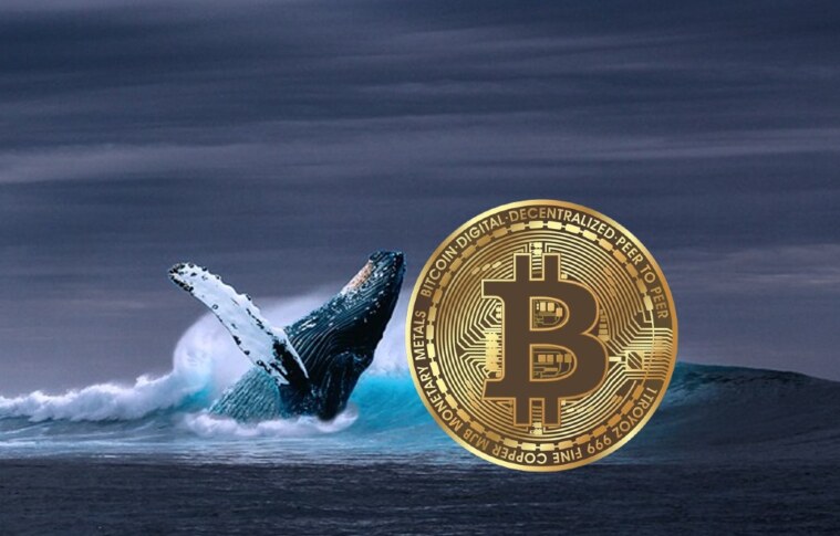 Bitcoin Whales Go On 20,000 BTC Buying Spree